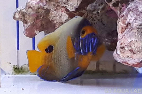 ���ǥ�å��ʥ֥롼�ե������ˡ��ޥ˥黺����9cm��[Y161-N0802]