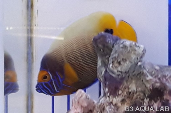 ���ǥ�å��ʥ֥롼�ե������ˡ��ޥ˥黺����9cm��[Y161-N0802]