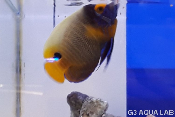 ���ǥ�å��ʥ֥롼�ե������ˡ��ޥ˥黺����9cm��[Y161-N0802]