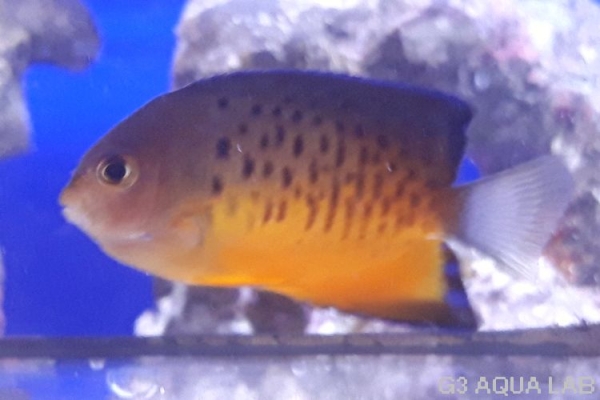 �����ϥ��å����ޥ˥黺����5.5cm��[Y168-S0807]