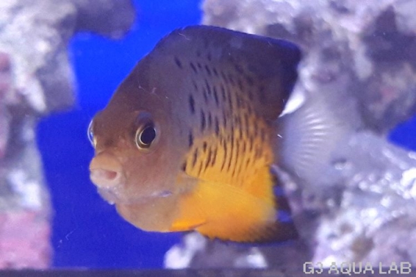 �����ϥ��å����ޥ˥黺����5.5cm��[Y168-S0807]