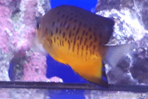 �����ϥ��å����ޥ˥黺����5.5cm��[Y168-S0807]