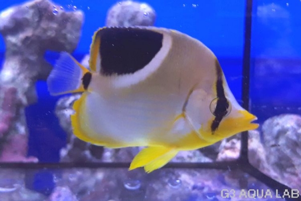 ���������祦���ޥ˥黺����7cm��[Y169-S0807]