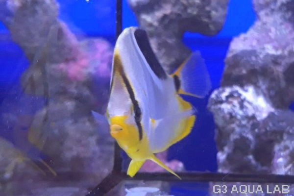 ���������祦���ޥ˥黺����7cm��[Y169-S0807]