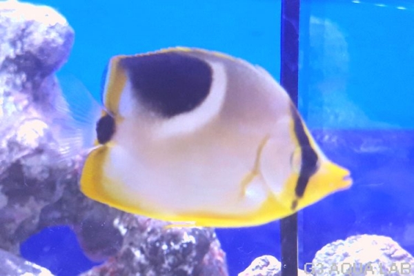 ���������祦���ޥ˥黺����5cm��[Y169-S0807]