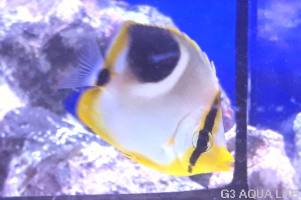 ���������祦���ޥ˥黺����5cm��[Y169-S0807]