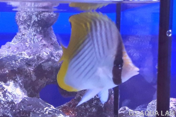 �ȥ����祦���ޥ˥黺����8.5cm��[Y170-S0807]