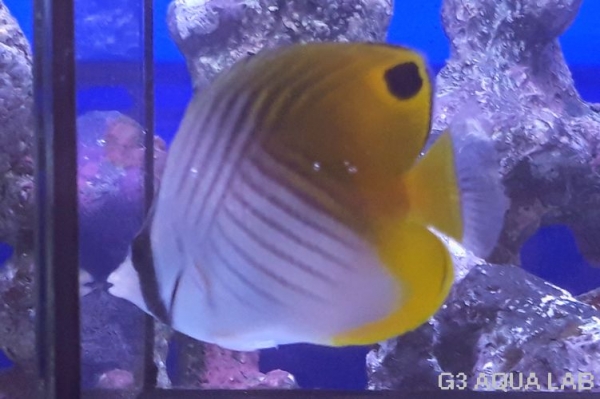 �ȥ����祦���ޥ˥黺����8.5cm��[Y170-S0807]