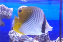 �ȥ����祦���ޥ˥黺����8.5cm��[Y170-S0807]