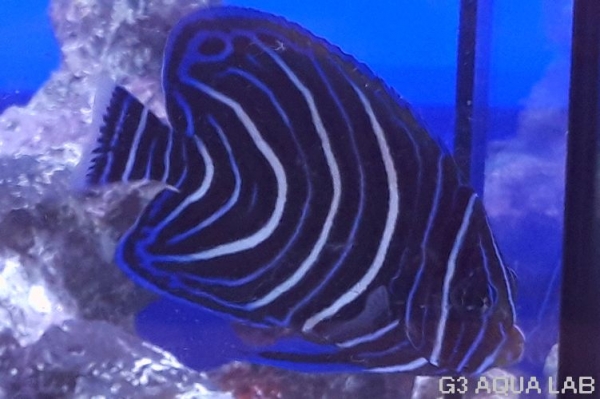 �����ʥߥ�å����ޥ˥黺����8cm��[Y173-S0807]