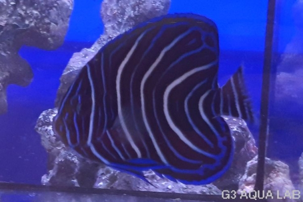 �����ʥߥ�å����ޥ˥黺����8cm��[Y173-S0807]