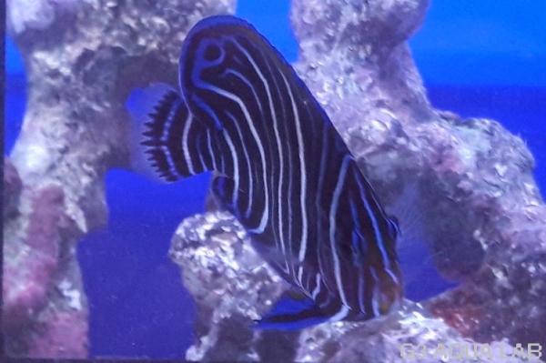 �����ʥߥ�å����ޥ˥黺����8cm��[Y173-S0807]