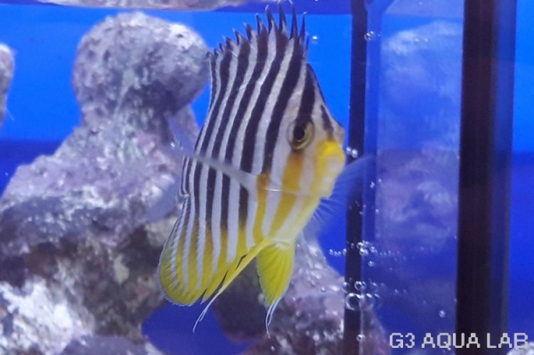 ���ޥ�å����ޥ˥黺����6cm��[Y177-S0807]