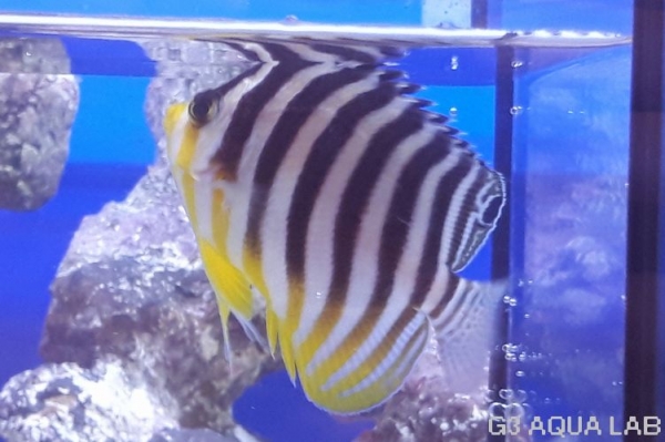 ���ޥ�å����ޥ˥黺����6cm��[Y177-S0807]