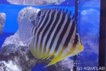 ���ޥ�å����ޥ˥黺����6cm��[Y177-S0807]