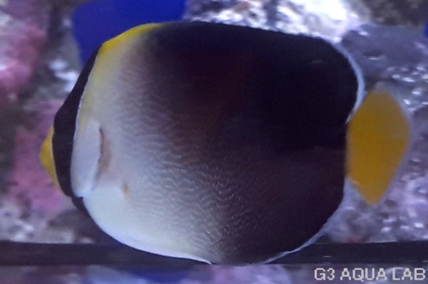 �������å����ޥ˥黺����5-6cm��[Y178-S0807]