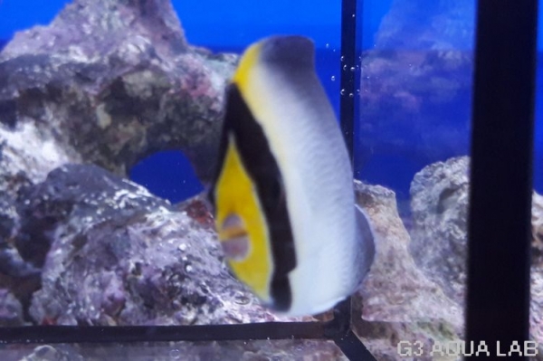 �������å����ޥ˥黺����5-6cm��[Y178-S0807]