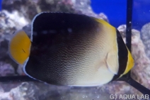 �������å����ޥ˥黺����5-6cm��[Y178-S0807]