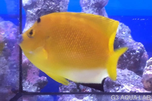 ���ƥ��å����ޥ˥黺����12.5cm��[Y179-S0807]