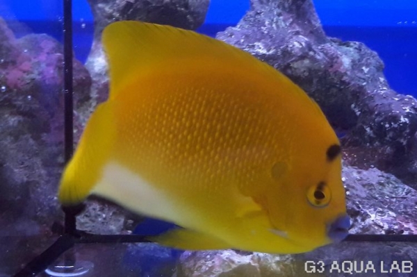 ���ƥ��å����ޥ˥黺����12.5cm��[Y179-S0807]