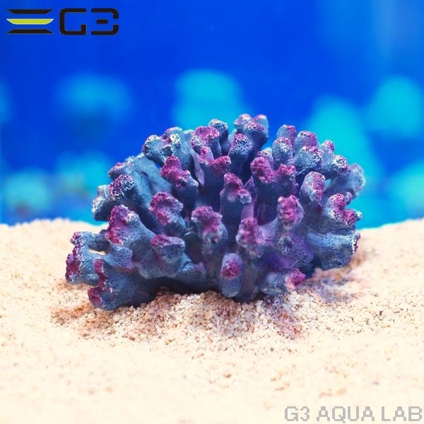 ZEST����ץꥫ���󥴡�M-1��[4934743012302]