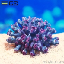 ZEST����ץꥫ���󥴡�M-1��[4934743012302]