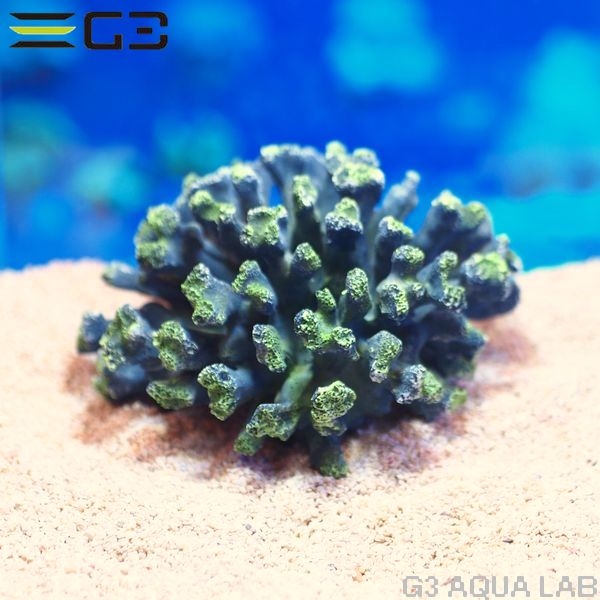 ZEST����ץꥫ���󥴡�M-2��[4934743012319]