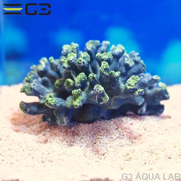 ZEST����ץꥫ���󥴡�M-2��[4934743012319]