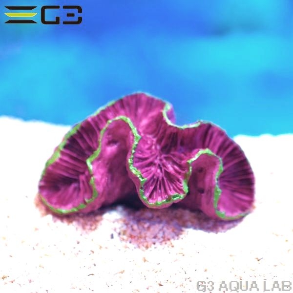 ZEST����ץꥫ���󥴡�S-1��[4934743012326]