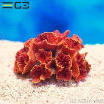 ZEST����ץꥫ���󥴡�S-2��[4934743012333]