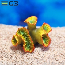 ZEST����ץꥫ���󥴡�S-4��[4934743012357]