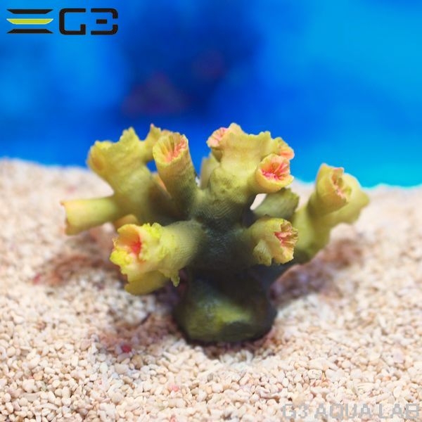 ZEST����ץꥫ���󥴡�S-5��[4934743012364]