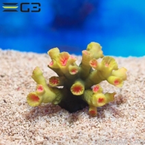 ZEST����ץꥫ���󥴡�S-5��[4934743012364]