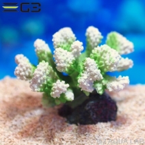 ZEST����ץꥫ���󥴡�S-6��[4934743012395]