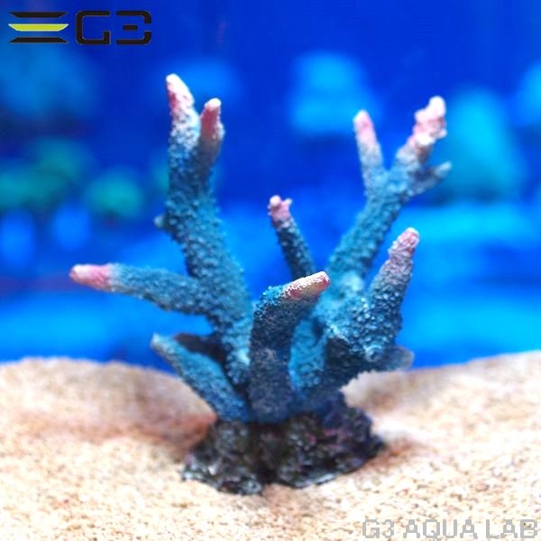 ZEST����ץꥫ���󥴡�M-4��[4934743012388]