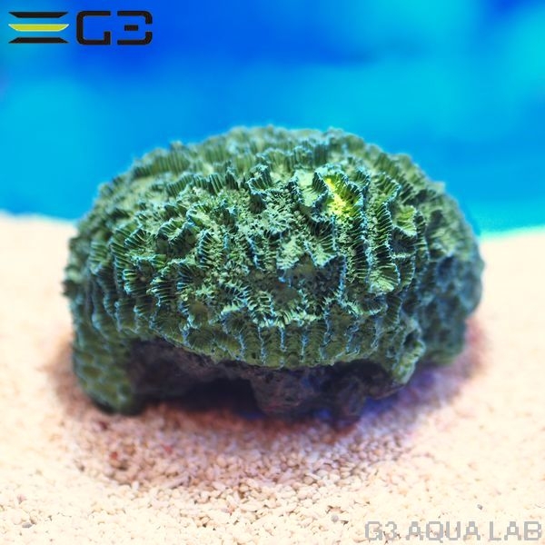 ZEST����ץꥫ���󥴡�S-7��[4934743012418]