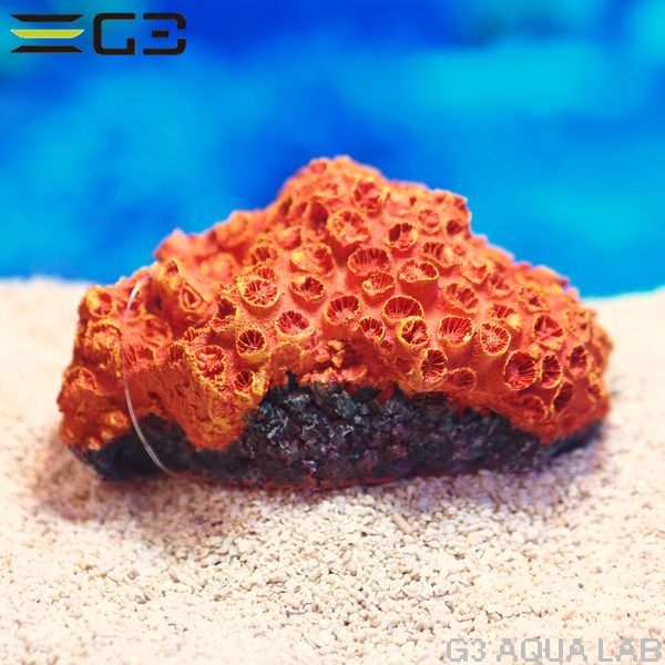 ZEST����ץꥫ���󥴡�S-8��[4934743012425]