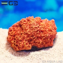 ZEST����ץꥫ���󥴡�S-8��[4934743012425]