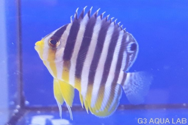 ���ޥ�å����ޥ˥黺����4.5cm��[Y189-S0911]