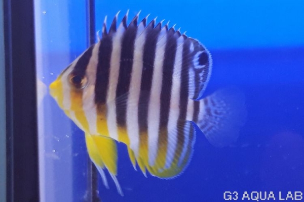 ���ޥ�å����ޥ˥黺����4.5cm��[Y189-S0911]