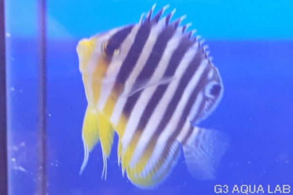 ���ޥ�å����ޥ˥黺����4.5cm��[Y189-S0911]