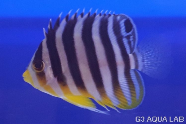 ���ޥ�å����ޥ˥黺����4.5cm��[Y190-S0911]