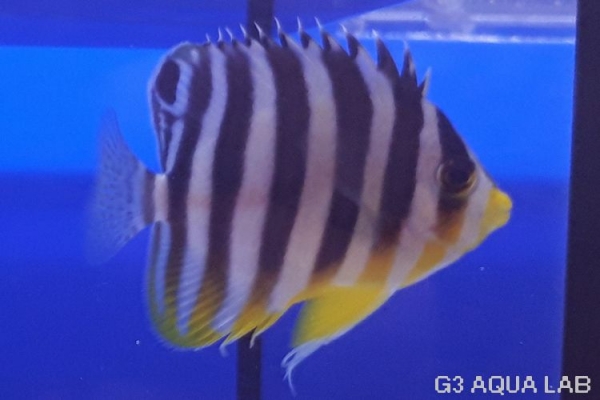 ���ޥ�å����ޥ˥黺����4.5cm��[Y190-S0911]
