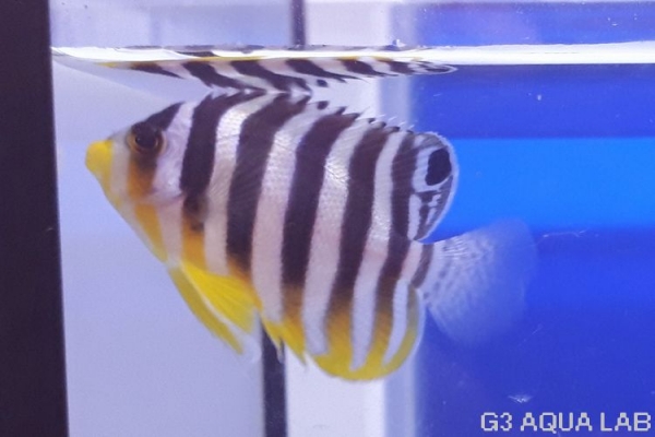 ���ޥ�å����ޥ˥黺����4.5cm��[Y190-S0911]