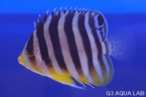 ���ޥ�å����ޥ˥黺����4.5cm��[Y190-S0911]