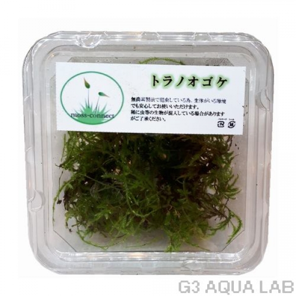トラノオゴケ moss-connect産 約7cm x 7cm 1カップ