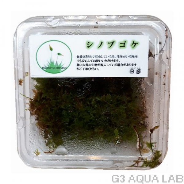 シノブゴケ moss-connect産 約7cm x 7cm 1カップ