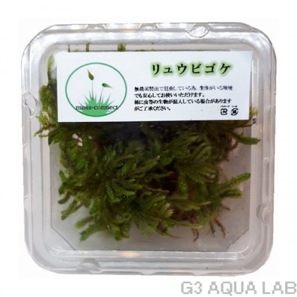 リュウビゴケ moss-connect産 約7cm x 7cm 1カップ