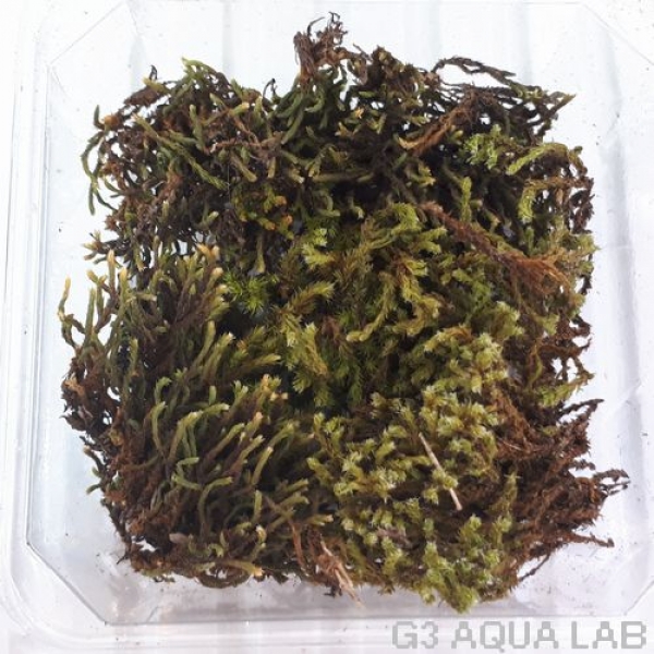 �ҥ���������moss-connect������7cm x 7cm��1���å�