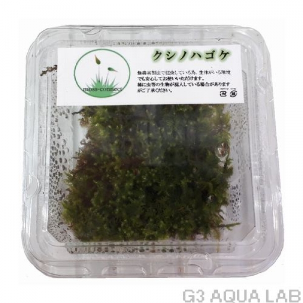 クシノハゴケ moss-connect産 約7cm x 7cm 1カップ